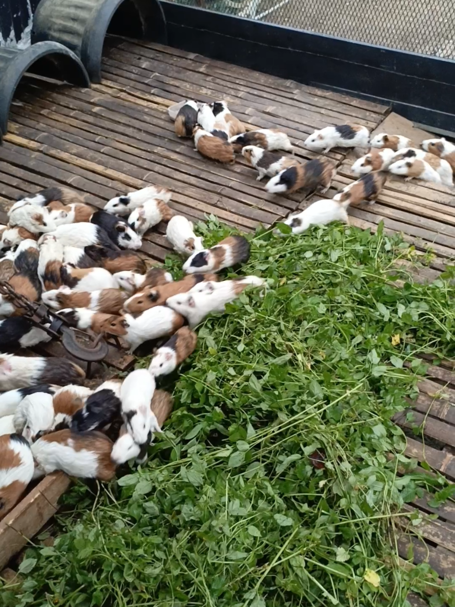 serbuuuuuu🐄😂 #guineapigs #marmutbalap #hewanpeliharaan #lucu #masukberanda 