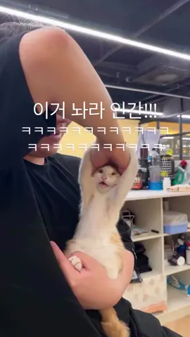 #котик #cat #แมว 