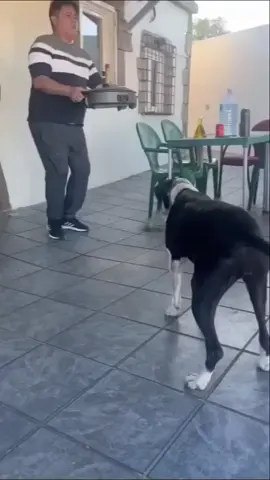 Esté Perro Tiene Saborrr 🔥🐕 ***************************** #salseros #salsa #viral_video #salsadancing #salsaoftiktok 