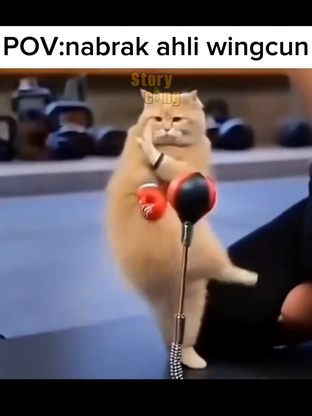 ahli wingcun #meme #kucing #comedi 