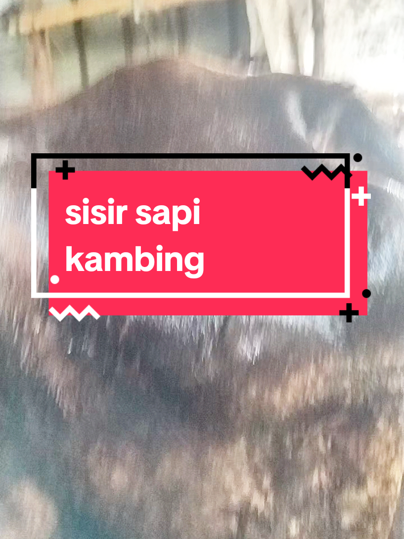 #sisir#sapi#kambing 