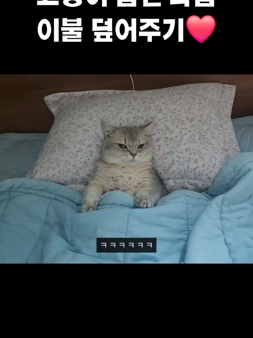 고양이 눕히고 이불 덮어주는 과정 #cat #cute #fyp 