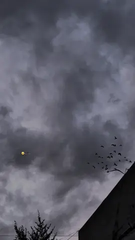 اون_ون_الحمام#محمد_عبد_الجبار #foryou #fyp #لايك_متابعه_اكسبلور #تصميم 