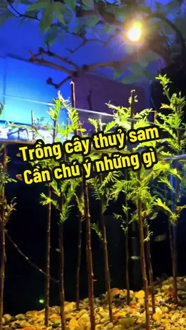 Nhưng lưu ý khi trồng cây thuỷ sam #xuhuong #visinh #nuoica #phukiencacanh #thuysinh 