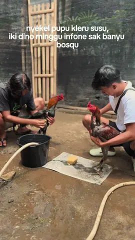 Infone bossqu 😜 #ayambangkoksuper #ayampakhoy #pakhoyfullbrakot #ayammangon #kandangayam 