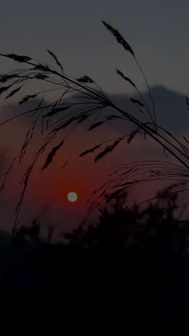 لا تكتبي لي جواباً لا تكترثي ولا تقولي شيئاً، إنني أعودُ إليك مثلما يعود اليتيم إلى ملجأه الوحيد وسأظل أعود ....🍂