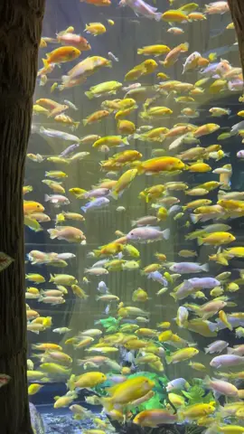 Đẹp thực sự..🐠🥰 #xh #tiktok #fb #lotte 