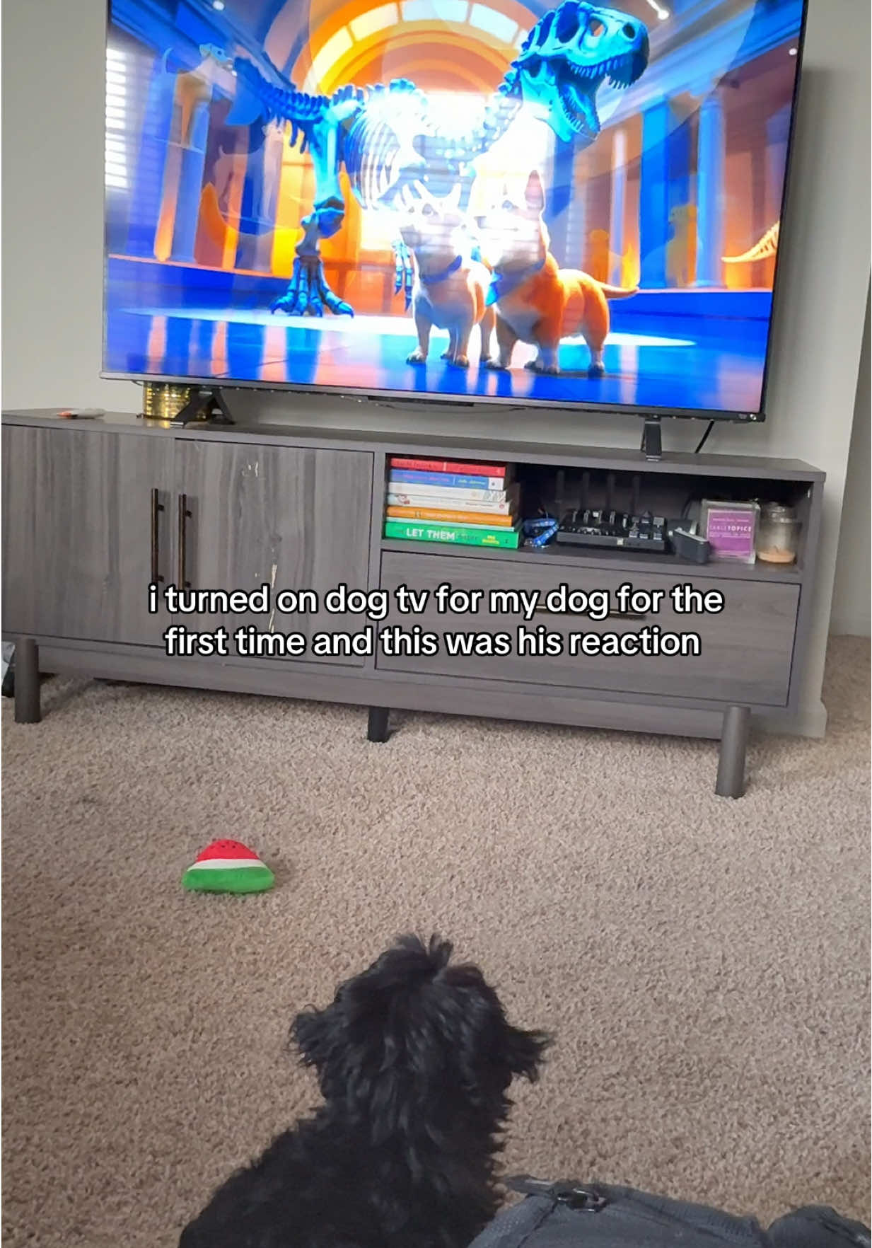 he was tuned in #puppy #dogtv #dogsoftiktok #puppiesoftiktok 
