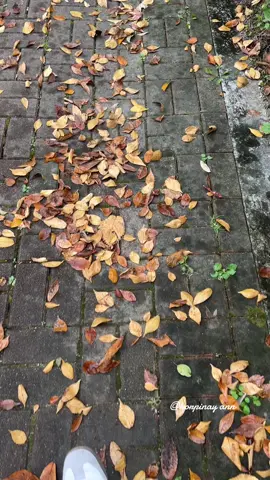 The Autumn🍂🍁😍