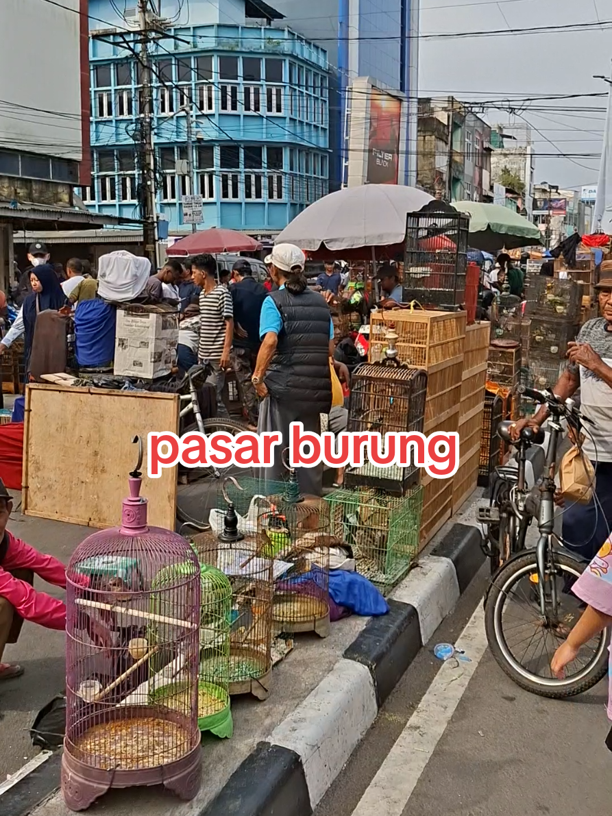 sobat destinasi ado yang sudah kesini pasar burung setiap minggu pagi