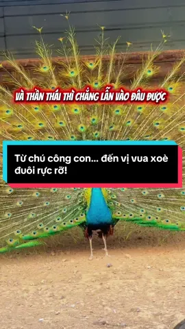 Mới 1 năm tuổi thôi mà xoè đuôi suốt cả buổi 😍 Coi vậy chứ, công càng lớn… múa càng có hồn! Đến khi trưởng thành, nhìn đúng dáng “vua chim” 👑 #ChimCôngSócTrăng #chănnuôi #ChimCôngCon #ChimCôngGiống #KinhNghiệmNuôiCông 