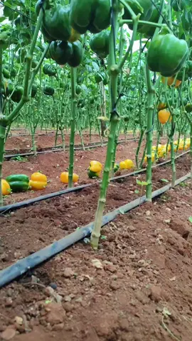 Kuna jamaa ako shift hapo nyuma 😂 #fyp #farming #farmlife #youngfarmers 