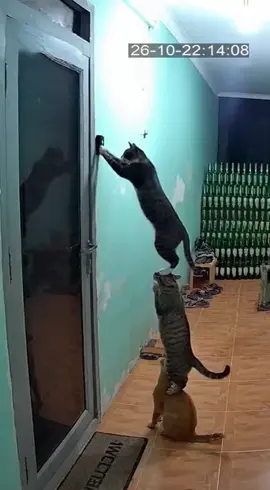 liat kelakuan 3 kucing ini #cat #sora #videoviral 