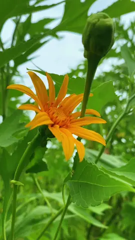 Mùa Hoa Dã Quỳ Đã Đến,Củ Chi Mùa Hoa Dã Quỳ Vàng