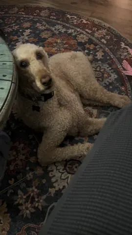 another night w my ex-roomies awkward fuckin dog