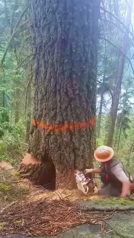 Chop down dead trees #satisfying#giant#tree#oddlysatisfying#asmr