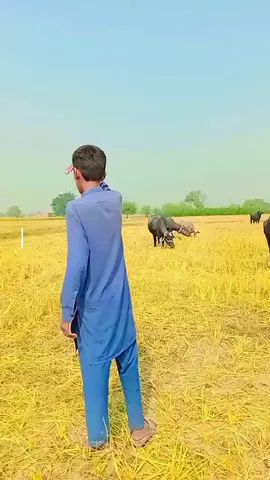 don't mis end 🤣🤣🤣🤣🤣#creatorsearchinsights #fulltrending #viralvideos #Shehzadrahman✅✅✅✅ 