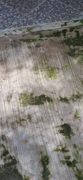 cakep bett🤩#sonicMIKASA #pededenganmotorsendiri #fyp #foryoupage #4u 