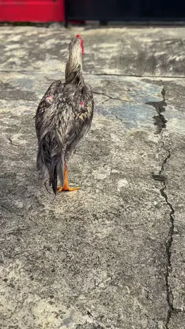 Klawu kembali #ayambangkok #ayambangkokindinesia #hobbyayambangkok #fyp #xyzbca 