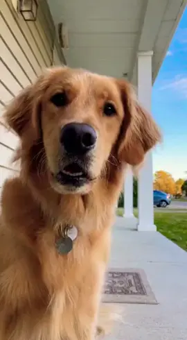 That Dog is in love with you 