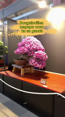 Bougainvillea na super wow ❤️🌿 #bonsai 
