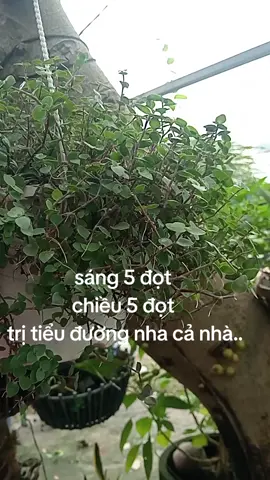 ##thàilài # trị tiểu đường..