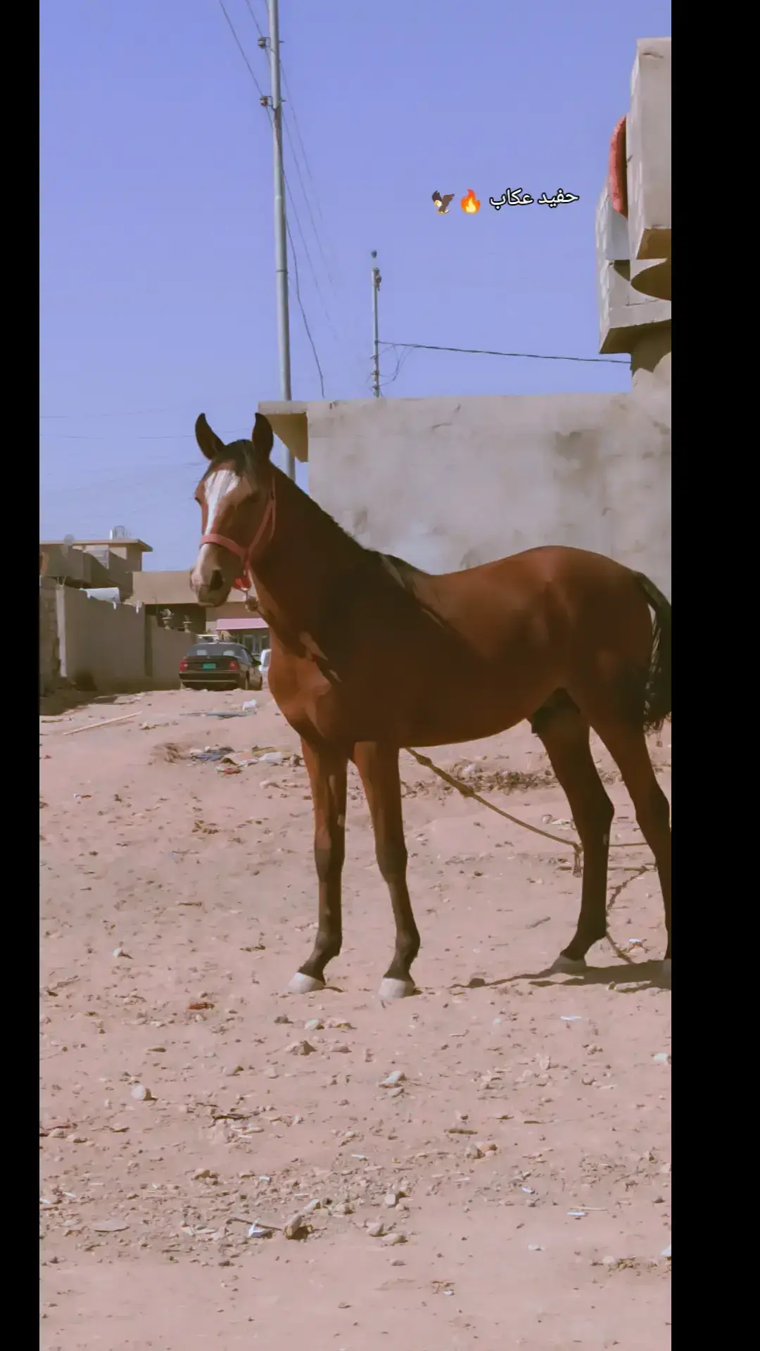 #لزاز_الخيل #خيل_وخياله🐎 #خيل_وخياله🐎🖤ماشاءالله_اللهم_بارك🧿♥️ 