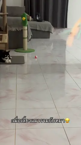 #เทรนด์วันนี้ #แจ็คแฟมิลี่ #ฟีดดดシ #แมวอ้วน #แมวตลก 