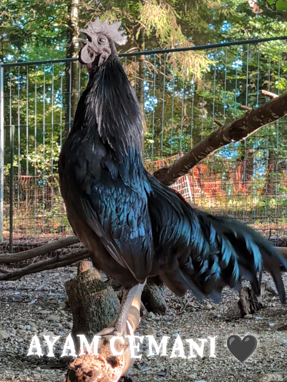 Ayam Cemani rooster 🖤 #ayamcemani #rooster #backyardchickens #freerangechickens #petchickens 