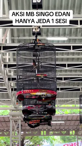 TEMBAKAN KENARIAN TEMBUS MB SINGO EDAN !!! - NGOBAR SGS GRESIK