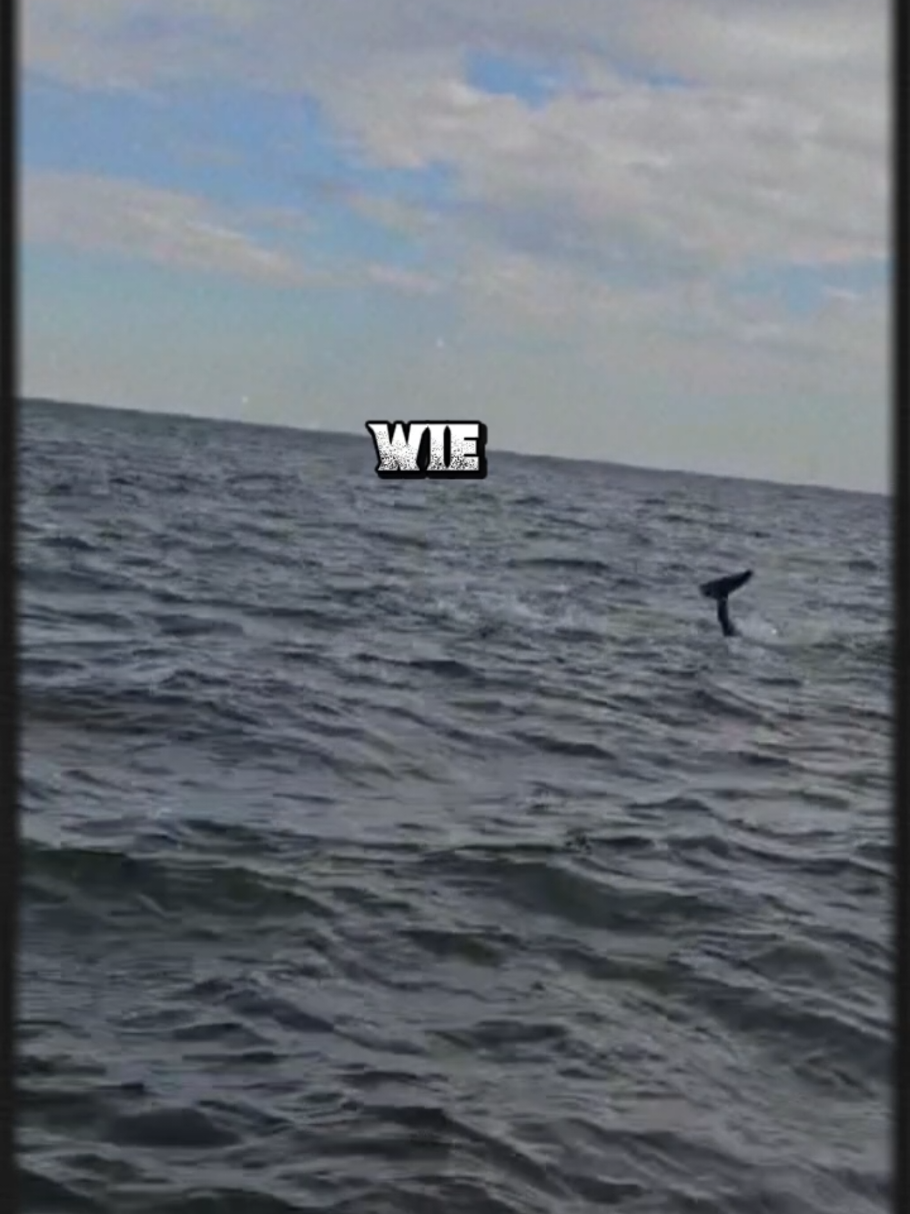 Manchmal stehst du morgens auf, ziehst dich an, gehst zur Arbeit, lachst mit anderen und keiner sieht, wie viel in dir kaputtgegangen ist. Nach außen funktionierst du, erfüllst deine Rolle, doch innerlich fühlt es sich an, als würdest du Scherben zusammenhalten, die immer wieder aus den Händen gleiten. Es ist dieses unsichtbare Gewicht, das du trägst. Keiner bemerkt es, weil du gelernt hast, deine Narben hinter einem Lächeln zu verstecken. Doch jeder Schritt kostet Kraft, jeder Atemzug ist ein kleiner Sieg über den Wunsch, einfach loszulassen. Funktionieren, obwohl man innerlich zerbrochen ist, bedeutet Stärke, die kaum jemand würdigt. Es heißt, weiterzugehen, obwohl die Seele schreit. Es heißt, Verantwortung zu tragen, obwohl das Herz leer ist. Aber in diesem stillen Kampf liegt auch Hoffnung: Zerbrochenes kann neu zusammengesetzt werden. Nicht so, wie es einmal war sondern anders, einzigartig, stärker. Auch wenn niemand deine Kämpfe sieht, vergiss nicht: Du bist mehr als dein Schmerz. Dein Weitergehen ist kein Zeichen von Schwäche, sondern von unendlichem Mut. #viral #gedanken #delphine #liveforthechallenge #tiktokviral 