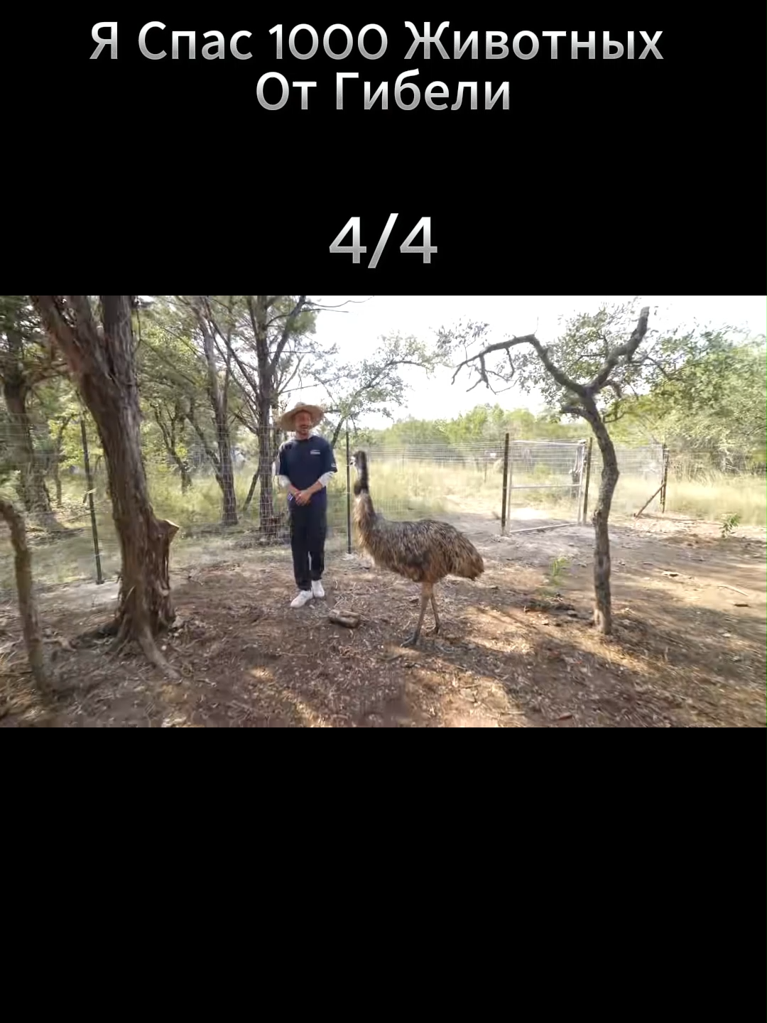 Я Спас 1000 Животных От Гибели #mrbeast #youtubers #youtubersentiktok #рекомендации #mrbeastphilanthropy #philanthrophy #help #helped #viralvideos #viralvideo🔥 #AnimalRescue #1000LivesSaved #SaveAnimals #PetRescue