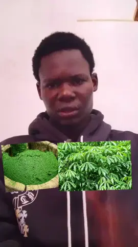 Vertus des feuilles du manioc 