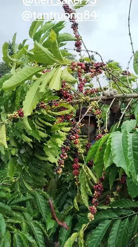 #háicàphê  #robusta  #thuhoachcaphe  #haicadaklak #caphedaklak @tien_saker95 @tantruong84 