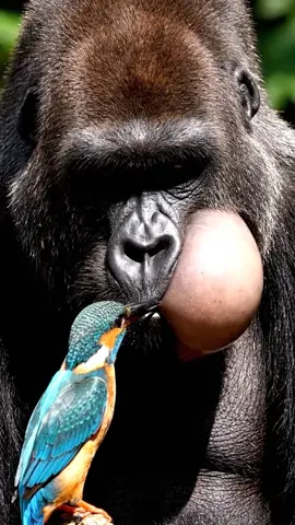 9:16 vertical, ultra-realistic 4K UHD video at 60fps. A large animal, such as a monkey is standing in bright sunlight, facing directly toward the camera. On one side of its face, near the mouth, there is a massive swelling — a large tumor-like growth that covers nearly half of the face. The camera is framed professionally to show the full head of the animal and the entire bird clearly in focus. A long-beaked bird approaches and taps the swelling several times with its beak. After a short struggle, the beak gently penetrates the swelling. From the opening, a single long insect, such as a caterpillar with many small legs, slowly emerges. The bird pulls it out carefully, holding it in its beak. As the insect is removed, a small amount of soft yellowish fluid trickles naturally, catching the sunlight. The scene ends with the bird holding the insect, both animals in sharp, ultra-detailed focus #forypupage #fyp #viral #grow #animals @tiktok creators 