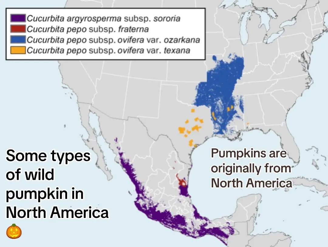 Some wild pumpkin species of North America #pumpkin #pumpkins #america #autumn 