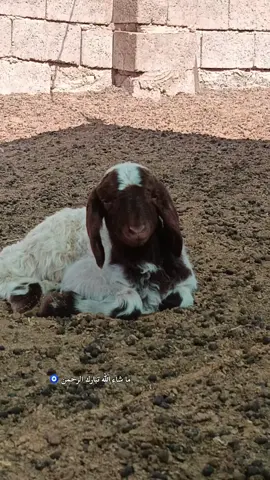 #اللهم_صلي_على_نبينا_محمد #🧿 