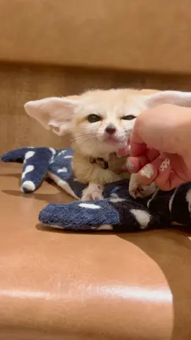 なでなで大好きエマちゃん🤭💕 「そこそこ〜！☺️☺️」 #フェネック #fennecfox #chinatown #fennec #fox  