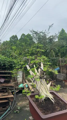 Lâu nay mất tích. nay e quay lại bằng một tác phẩm mới hoàn thành bước đầu. hi vọng tiếp tục được mọi người yêu quý ủng hộ ạ 😍😍😍 #BonsaiLáKim #TrắcBáchDiệp #TríTàiBonsai #đaklak 