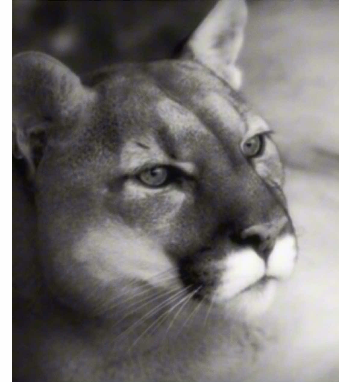 #PUMA - REQUEST!- The cougar, also called puma, mountain lion, catamount, and panther, is a large small cat native to the Americas. It inhabits North, Central and South America, making it the most widely distributed wild, terrestrial mammal in the Western Hemisphere, and one of the most widespread in the world. - #fyp #davidattenborough #looksmax #viral #animal #mountainlion #cougar #cat #nature #zoology #zoologytok #catamount #bear #attack #fighter #mog 