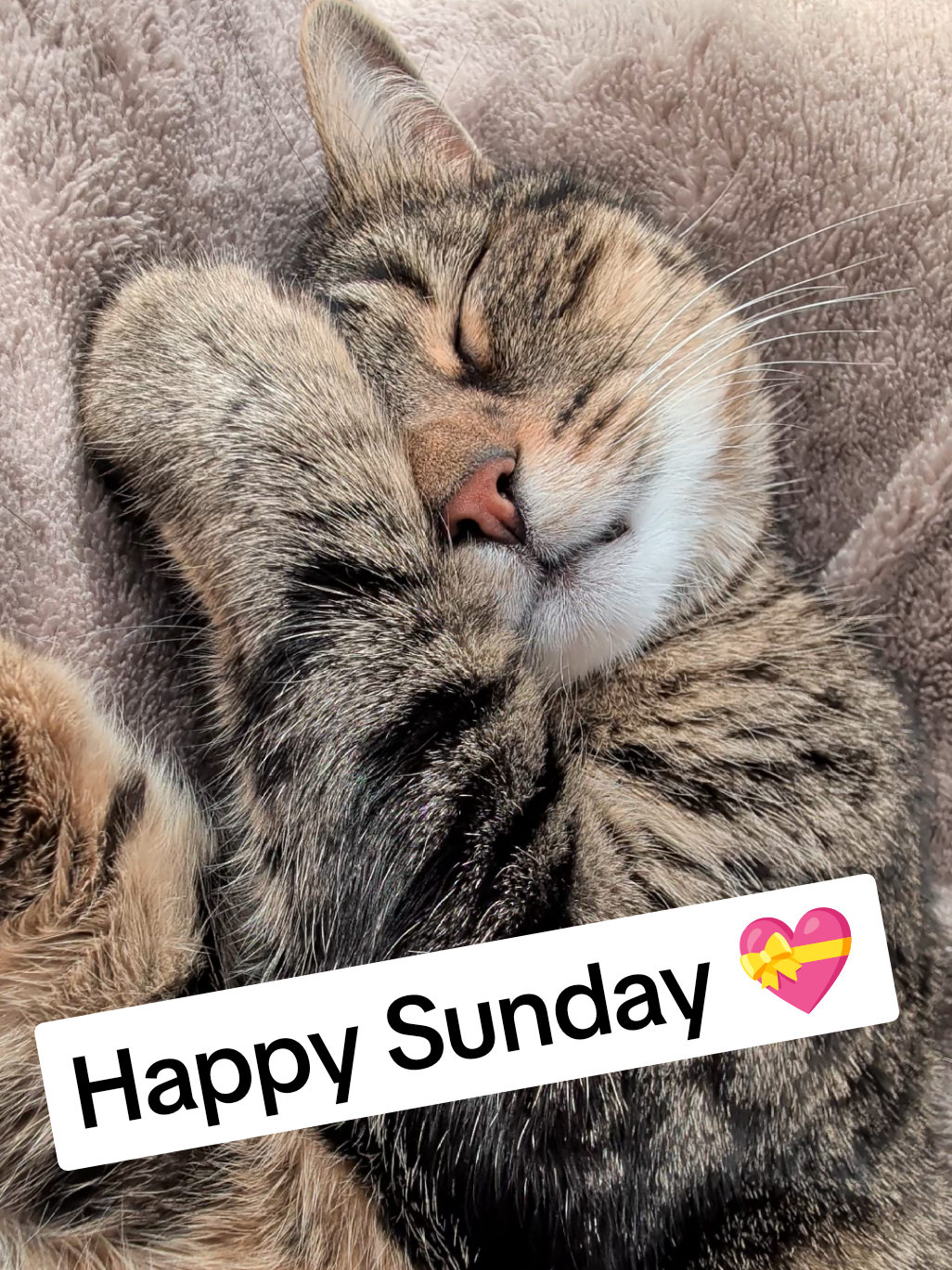Have a restful Sunday 😻💖💤💖😻 #cat #cats #asmr #viral 