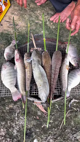 Miền tây đơn giản bắt gì ăn nấy 🥰❤️ #nganamtv #mientay #batca #amthucmientay #fishing 