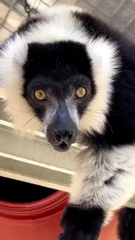 #animals #sound #viral #mustwatch #foru 