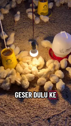 Geser dulu sempit sempit #ternakayam #peternakmuda #peternakgenz #genz #ayam 