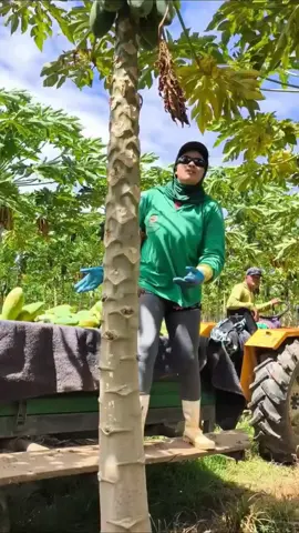 Cara mudah memanen buah pepaya dengan sangat cepat dan praktis  #fyp #viral #trending 