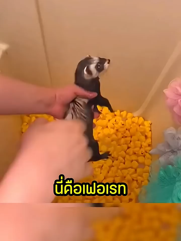 เขาทำเหมือนเฟอเร็ตเป็นผ้าขี้ริ้ว#shorts #short #viralshorts #comedia #funnymoments #ดันขึ้นฟีดที #fyp #คลายเครียดกันหน่อย #เพลินๆ #amazing