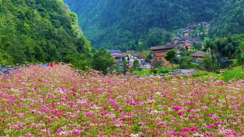 Hãy đến Hà Giang vào mùa này để săn hoa 🌸 tam giác mạch đang vào lúc đẹp nhất #tamgiacmach #hagiang #xuhuongtiktok 
