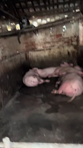 Mấy giờ r mà còn ngủ ? #pig #vỉal #langgom? 