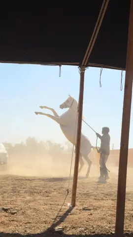 #اكسبلورexplore #خيل_وخياله🐎 #خيل_عربي_اصيل #الخيل_العربية #حايلندا 