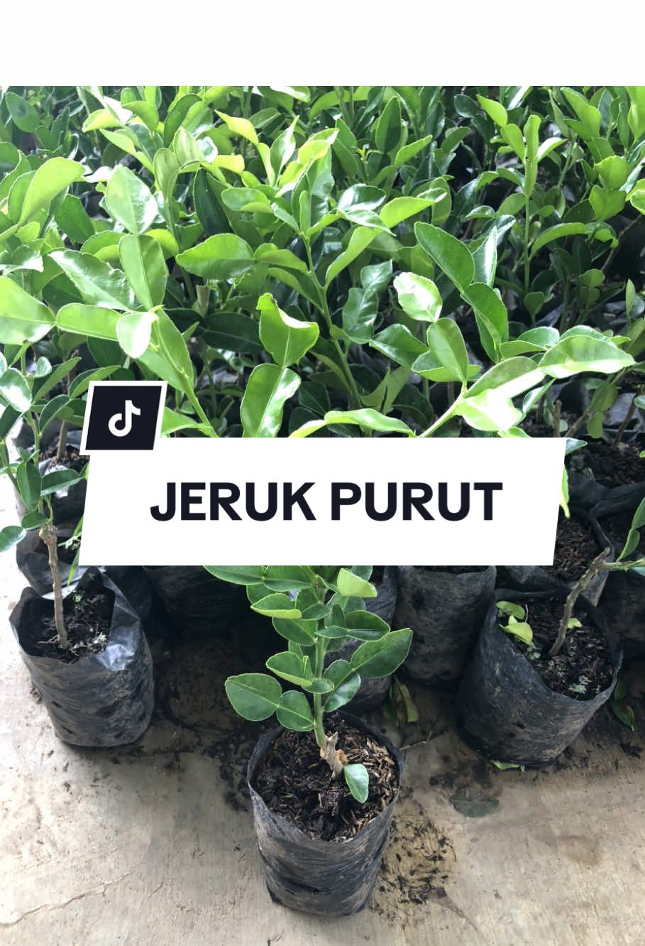 Bibit daun jeruk purut hasil okulasi ini cepat tumbuh dan daunnya super harum! Cocok banget buat masakan dan herbal alami. Bisa ditanam di pot atau langsung di tanah. Yuk tanam sendiri di rumah, panen daun jeruk segar tiap hari